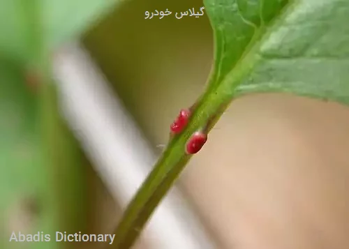 گیلاس خودرو